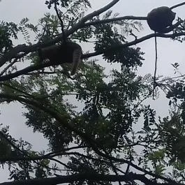 Magán Zoo, Felsőlajos - 