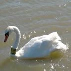 Vital Hotel Nautis Gárdony - Környék