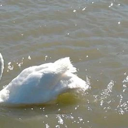 Vital Hotel Nautis Gárdony - Környék