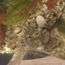 Aquarium Étterem, Abádszalók - Egyéb