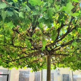 Beer & Wurst Debrecen - Egyéb