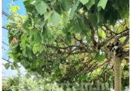 Beer & Wurst Debrecen