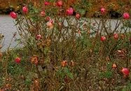 Duna Relax & Event Hotel étterme Ráckeve