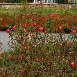 Duna Relax & Event Hotel étterme, Ráckeve - Külső kép