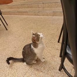 Kóborló Vendéglő Mátrafüred - Egyéb