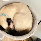 Macskávézó Debrecen - Egyéb