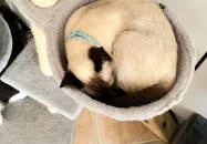 Macskávézó Debrecen