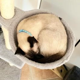 Macskávézó Debrecen - Egyéb