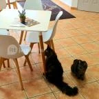 Macskávézó Debrecen - Egyéb