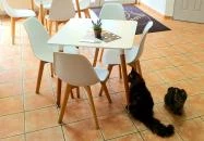 Macskávézó Debrecen