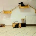 Macskávézó Debrecen - Egyéb