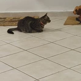 Macskávézó Debrecen - Egyéb