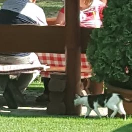 Paripa Csárda Debrecen - Külső kép