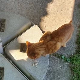 Paripa Csárda Debrecen - Egyéb