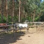 Paripa Csárda Debrecen - Külső kép