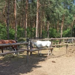 Paripa Csárda Debrecen - Külső kép