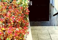 Savoyai Kastélyszálló étterme Ráckeve