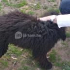 Tuba Tanya Nagyhegyes - Egyéb