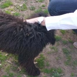 Tuba Tanya Nagyhegyes - Egyéb