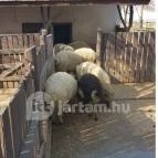 Tuba Tanya Nagyhegyes - Egyéb