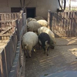 Tuba Tanya Nagyhegyes - Egyéb