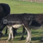 Tuba Tanya Nagyhegyes - Egyéb