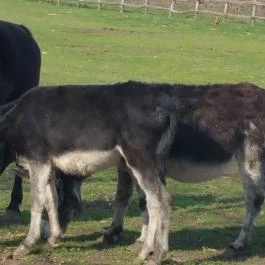 Tuba Tanya Nagyhegyes - Egyéb