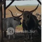 Tuba Tanya Nagyhegyes - Egyéb