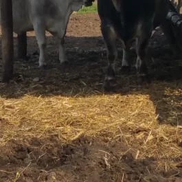 Tuba Tanya Nagyhegyes - Egyéb