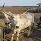 Tuba Tanya Nagyhegyes - Egyéb