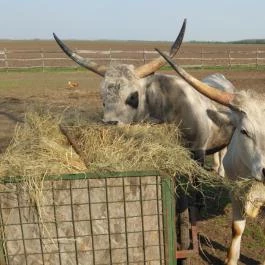 Tuba Tanya Nagyhegyes - Egyéb