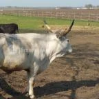 Tuba Tanya Nagyhegyes - Egyéb