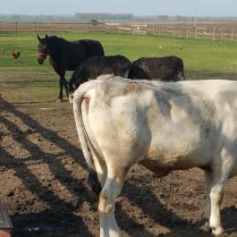 Tuba Tanya Nagyhegyes - Egyéb