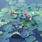 Korona Panzió Csokonyavisonta - Környék