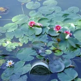 Korona Panzió, Csokonyavisonta - Környék