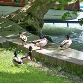 Hunguest Hotel Bál Resort, Balatonalmádi - Környék