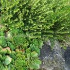 Abbázia Country Club Nemesnép - Környék