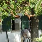 Abbázia Country Club Nemesnép - Környék