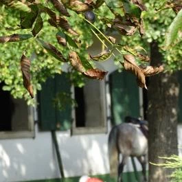 Abbázia Country Club Nemesnép - Környék