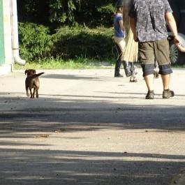 Abbázia Country Club Nemesnép - Környék