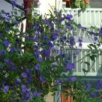 Abbázia Country Club Nemesnép - Környék