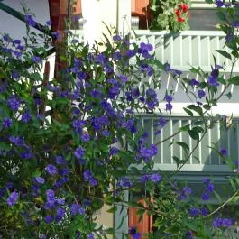 Abbázia Country Club Nemesnép - Környék