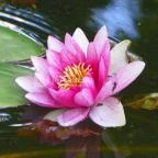 Batthyány-kastély Bicske - 