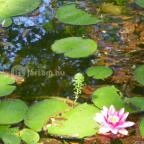 Batthyány-kastély Bicske - 