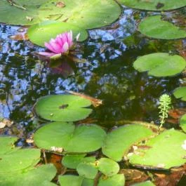 Batthyány-kastély Bicske - Egyéb