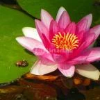 Batthyány-kastély Bicske - 