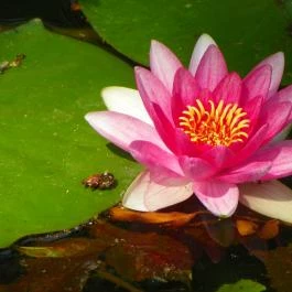 Batthyány-kastély Bicske - Egyéb