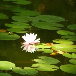 Batthyány-kastély Bicske - Egyéb