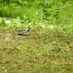 Batthyány-kastély Bicske - 