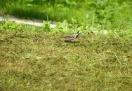 Batthyány-kastély Bicske Batthyány-kastély Bicske